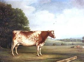 A Prize Shorthorn Cow in a Landscape