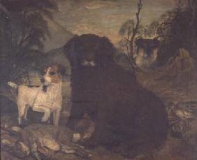 A Water Spaniel and Two Jack Russells by the Day's Bag