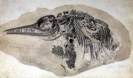 Young Ichthyosaurus from Lyme Regis od English School
