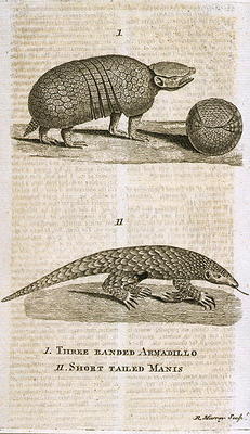 Three Banded Armadillo and Short Tailed Manis, from 'The Gentleman's Magazine', published c.1773, en od English School, (18th century)
