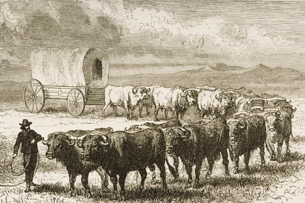A Bullock Wagon Crossing the Great Plains between St. Louis and Denver, c.1870, from 'American Pictu od English School, (19th century)
