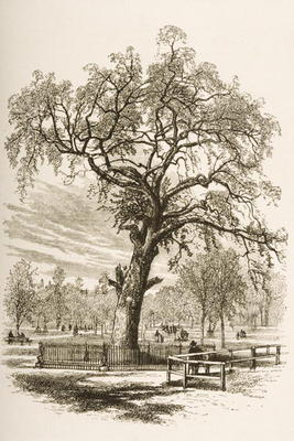 Liberty Tree, Boston Common, in c.1870, from 'American Pictures' published by the Religious Tract So od English School, (19th century)