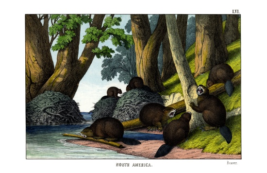 Beaver od English School, (19th century)
