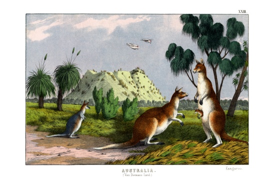 Eastern Grey Kangaroo od English School, (19th century)