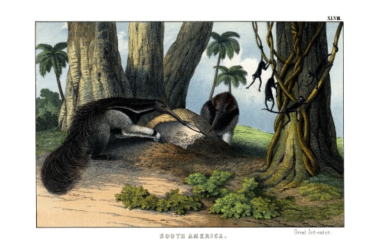 Great Anteater od English School, (19th century)