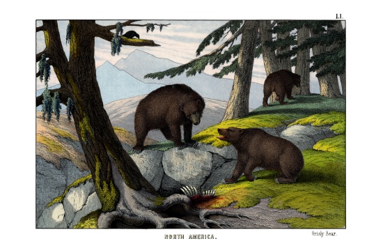 Grizzly bear od English School, (19th century)