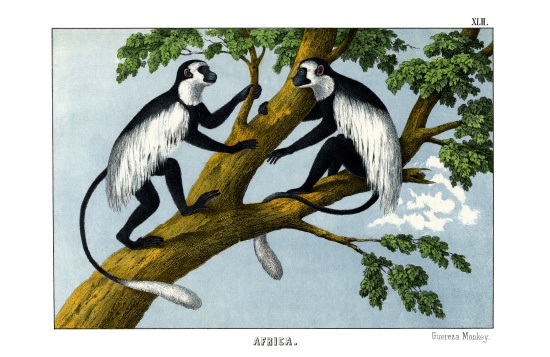Guereza Monkey od English School, (19th century)