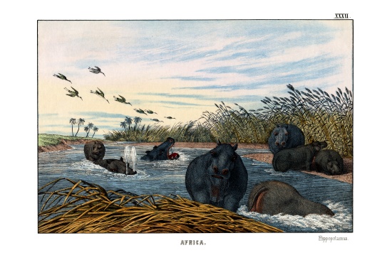 Hippopotamus od English School, (19th century)
