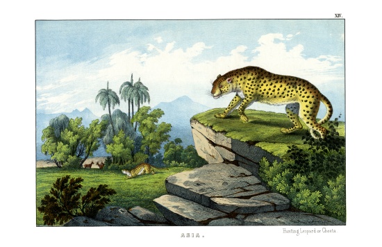 Hunting Leopard od English School, (19th century)