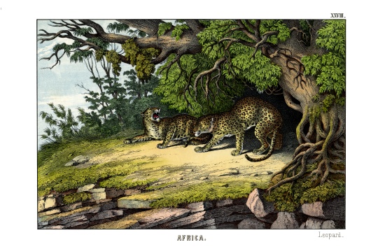 Leopard od English School, (19th century)