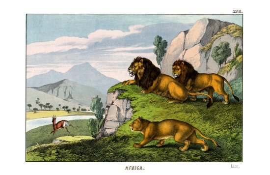 Lion od English School, (19th century)