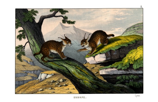 Lynx od English School, (19th century)
