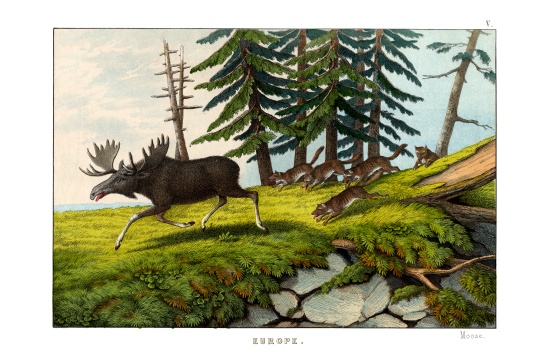 Moose-deer od English School, (19th century)