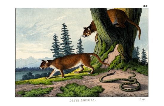 Puma od English School, (19th century)