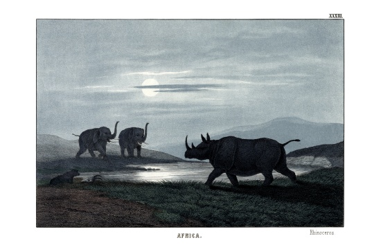 Rhinoceros od English School, (19th century)