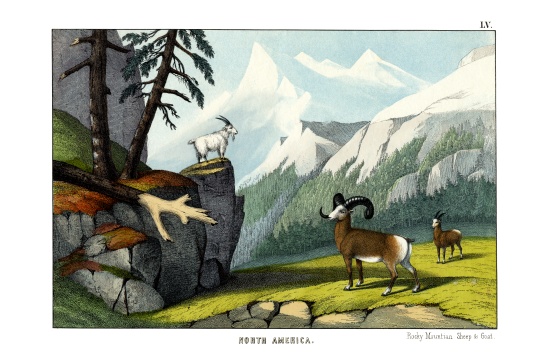 Rocky Mountain Sheep od English School, (19th century)