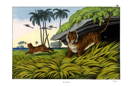 Tiger od English School, (19th century)