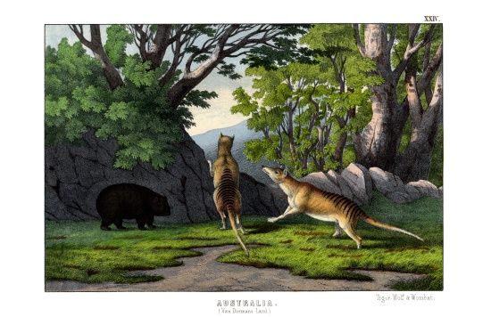 Tiger Wolf od English School, (19th century)