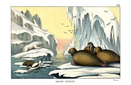 Walrus od English School, (19th century)