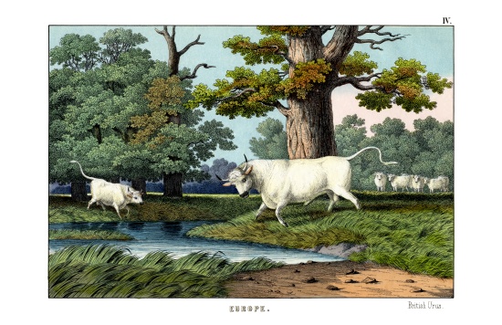 Wild Cattle of Britain od English School, (19th century)
