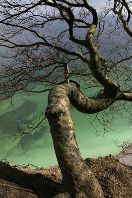 Baum am Kreidefelsen od Enrico Schade