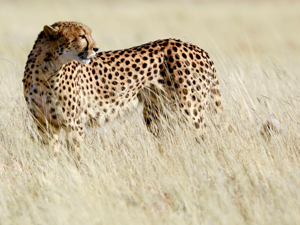 Cheetah, Etosha od Eric Meyer