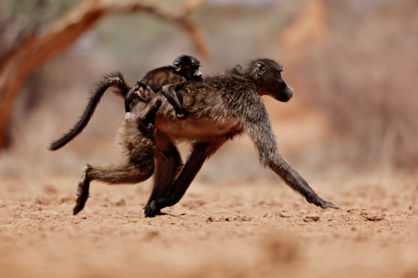 Hitching a ride (baboon) od Eric Meyer