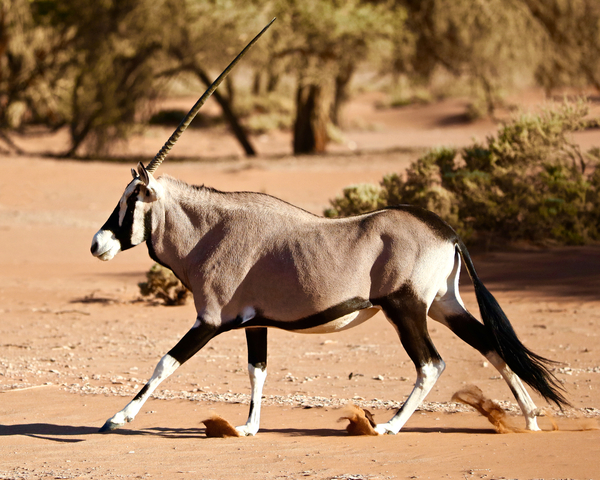 Oryx, Namib Desert od Eric Meyer