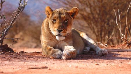 Resting lioness