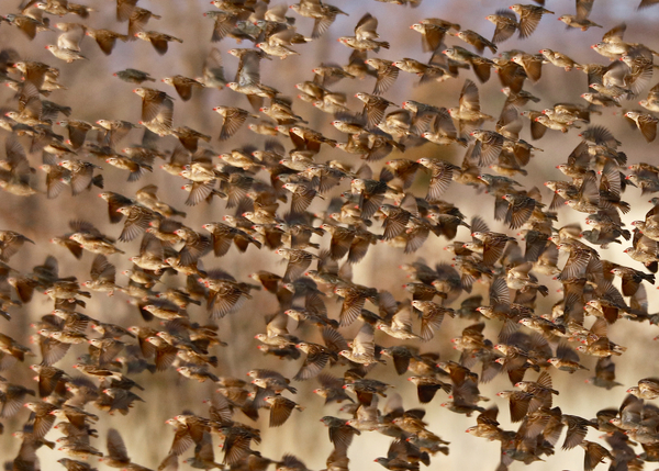 Safety in Numbers 3 (red-billed quelea), Namibia od Eric Meyer