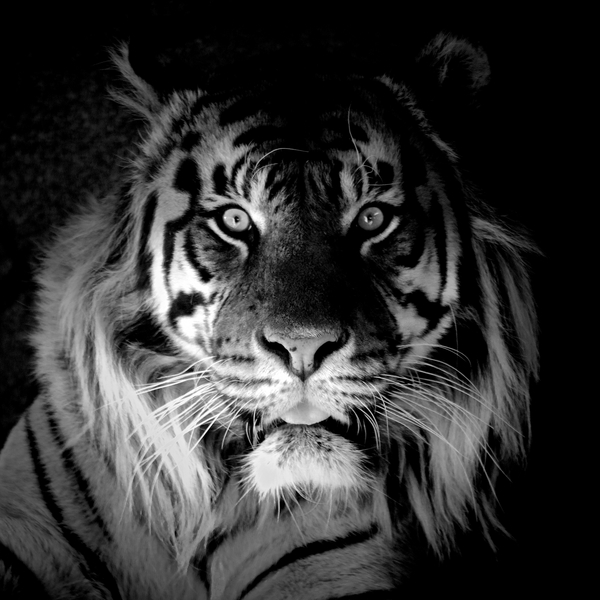 Tiger od Eric Meyer