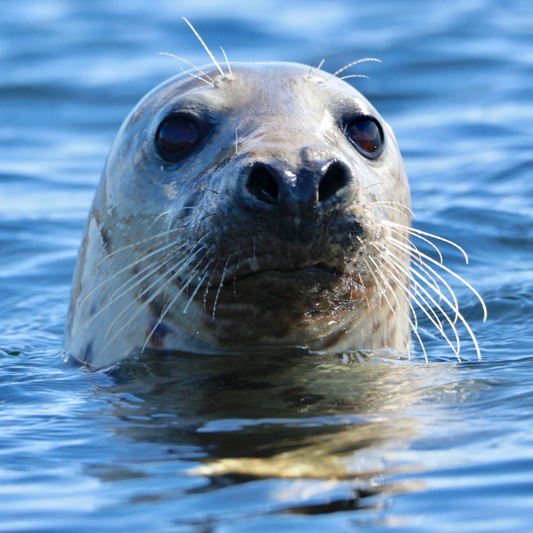 Young Grey Seal, Westcove od Eric Meyer