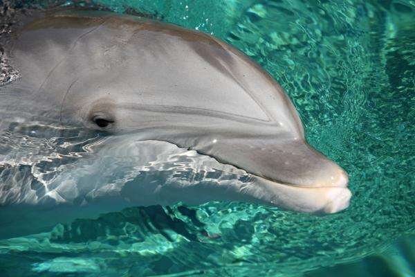 Delfin-Portrait od Erich Teister