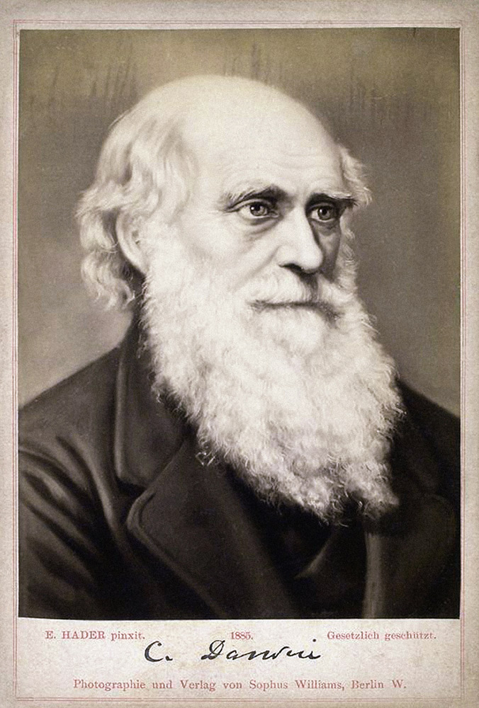 Portrait of Charles Darwin (1809-1882) od Ernst Hader