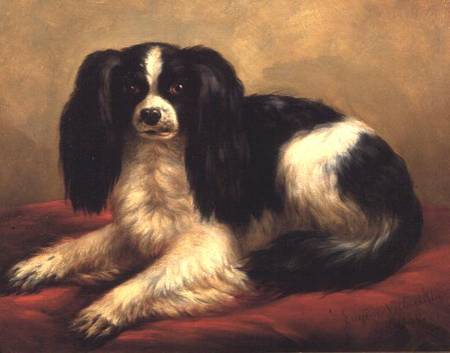 A King Charles Spaniel Seated on a Red Cushion od Eugène Joseph Verboeckhoven