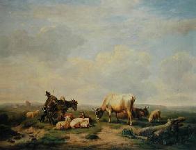 Herdsman and Herd