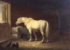 White horse in a stable (panel)
