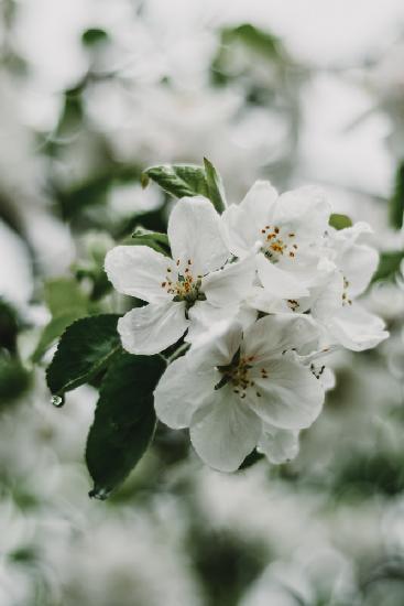 Spring Series - Apple Blossoms in the Rain 1/12