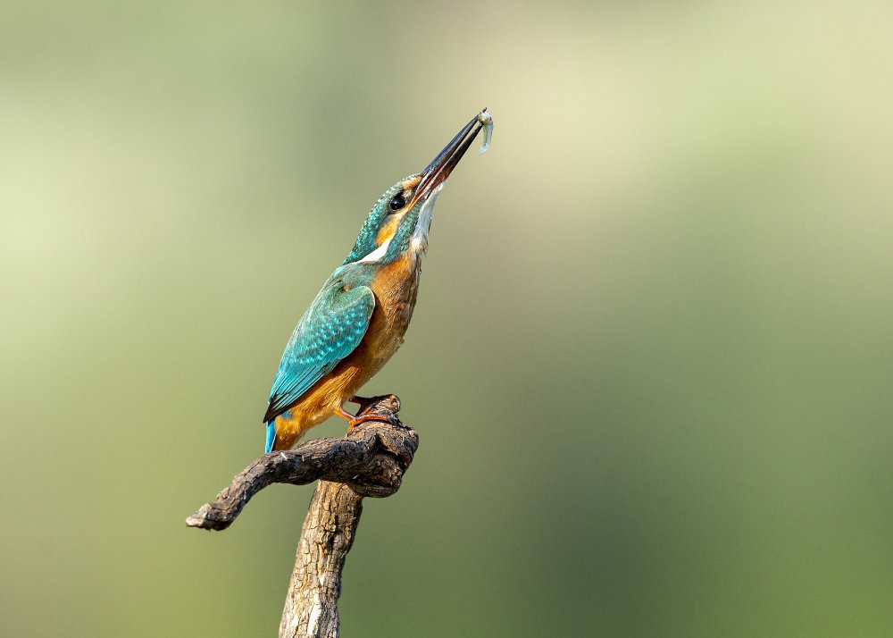Beautiful kingfisher od Eyal Amer