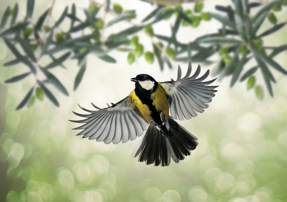 Great Tit flies at olive grove od Eyal Bar Or