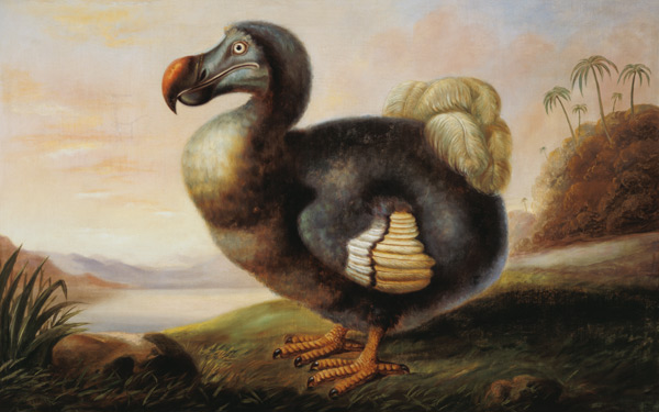Study of a Dodo od F Hart