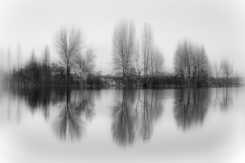Reflected trees od Fabrizio Massetti