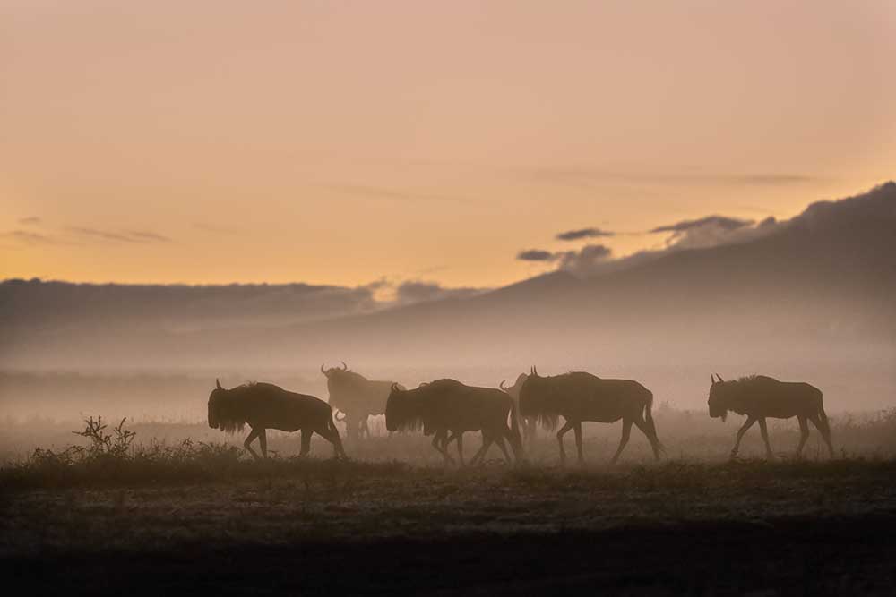 Early morning in Serengeti od Fabrizio Moglia