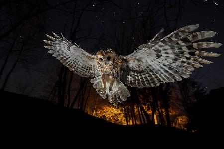 Tawny owl and the false fire