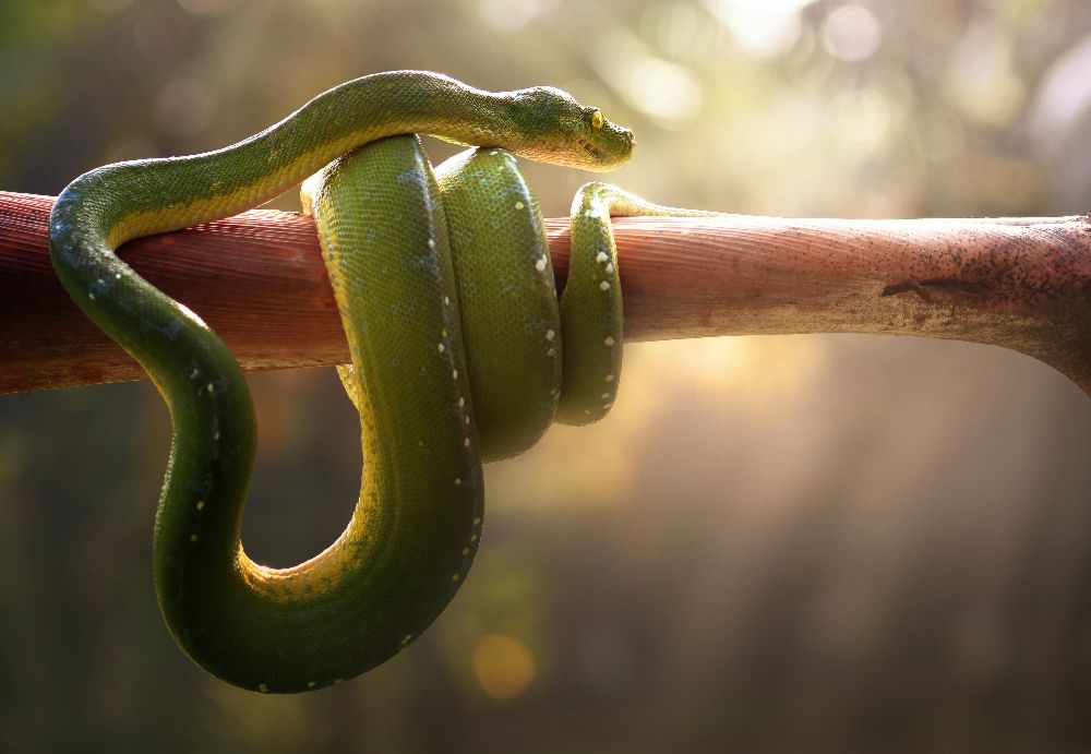 Tree Snake od Fahmi Bhs