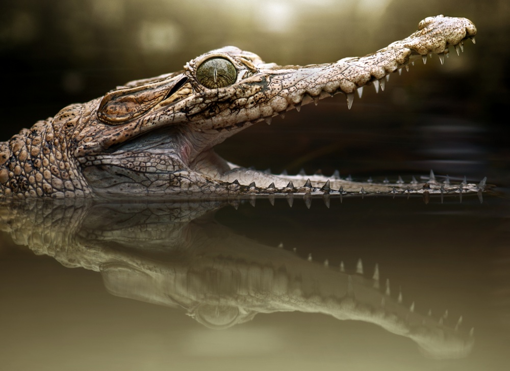 Croc od Fahmi Bhs