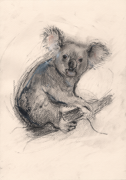 Koala od Faisal Khouja