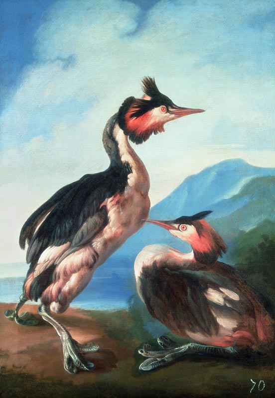 A Pair Great Crested Grebes by a Riverbank od Faustino Durante