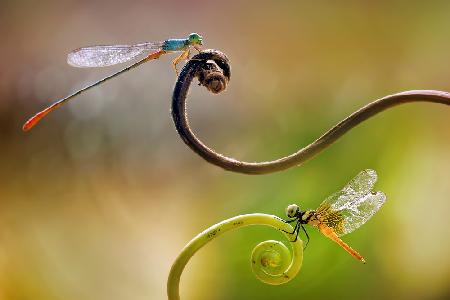 Damselfly - Little Dragonfly