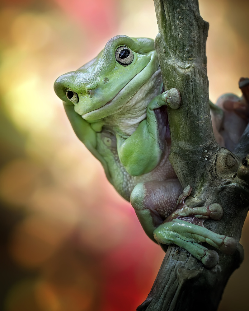 Big Fat Cute Tree Frog od Fauzan Maududdin